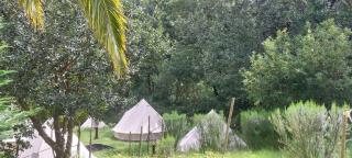 Nature Retreat - Laurel Forest - Seixal - 9