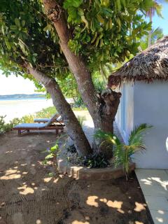 Les 7 cocotiers F1 sur plage - Ambaro - 1