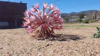 Megs Accommodation - 0