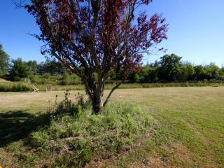 Gîte rustique à Cheverny: nature, tennis, animaux bienvenus, pêche et châteaux de la Loire à proximité - FR-1-491-366 - Cheverny - 1