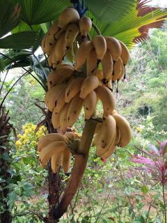 Casa’ Mapola : typical jungle beach house - Pavones - 4