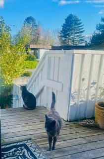 Cool familyhome close to the Beach w two cuddly cats - 8