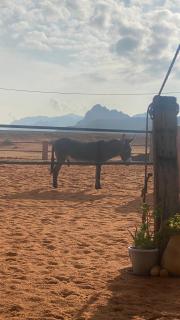 Pink Spirit Wellness Farm - Disah - 7