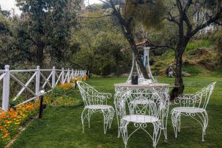 The Mountain Quail - Mussoorie - 2