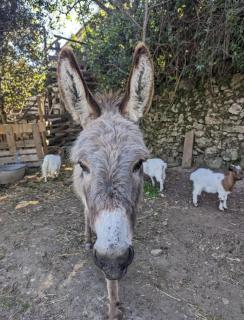 Maison organique à la mauvaise herbe - 0