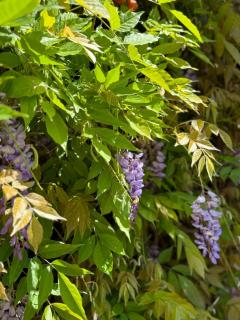 Casa Vacanze Villa Angelina - 3