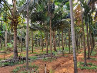 Farm Stay near Gokarna beach Bhavikodla with AC and Kitchen - Gokarn - 3