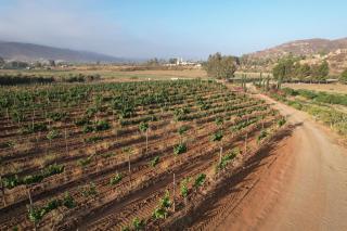 Casa Luna Viñedo - Valle de Guadalupe - 8