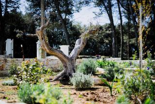 Trulli Pinacea - Martina Franca - 6
