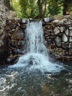 Le marronnier - Valleraugue - 1