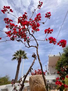 Like a local by GiomaMeze - Agios Nikolaos - 0