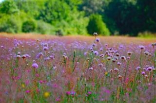 Swedish Paradise Garden & Lake Retreat - - 2