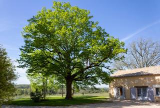 Gîtes des tilleuls - Veyrines-de-Vergt - 9