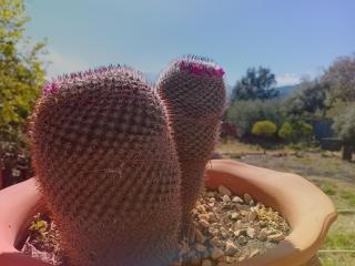 BREZZA MARINA (LUXURY HOME) - 1