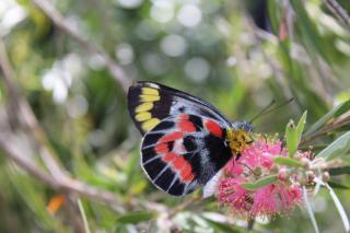 Libelle - Peaceful, Secluded Luxury with abundant wildlife and seasonal water views, on 3 private acres IN Daylesford - Daylesford - 2