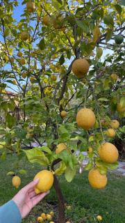 Defne Olive Gardens, Koca Calis, Fethiye - Previously Defne Pansiyon - Fethiye - 2