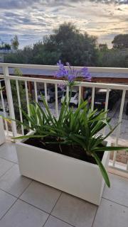 Résidence Papillon - 2