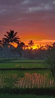 Jonny's Places - Tetebatu - 9