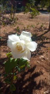 Casa Flor do Cerrado Luz do caminho - São João da Aliança - 5