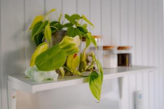 Rimu View 2 by Tiny Away - Ruatapu - 4
