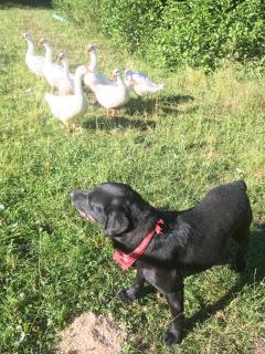 Schwabenhof Ferienwohnung II - 4