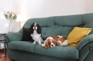 Alieira's House - Pet Friendly - Torres Novas - 5
