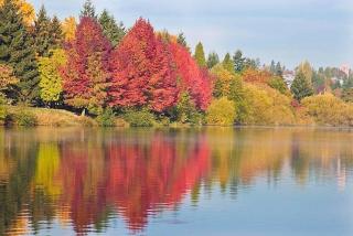 Greenlake Little Oasis - Seattle - 3