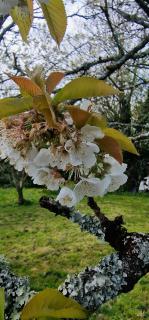 Cherry Orchard Retreat - 9