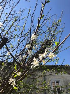 Il nido vicino Castel di Sangro ed Alfedena - 9