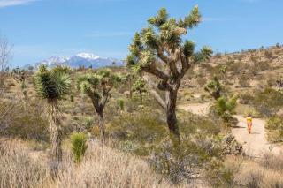 The Bungalows by Homestead Modern - Joshua Tree - 4