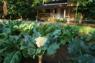 Thong Tiny House - Phatthalung - 5