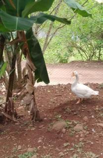 Sítio em área rural, ao pé da Serra Gaúcha. - 2