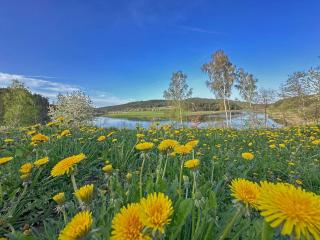 Feriendorf Seeblick - Tiny Chalets direkt am See - Neunburg vorm Wald - 6