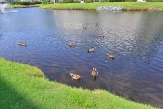 Lakefront Condo w Huge Waterfront Pool Hot Tub - North Myrtle Beach - 5