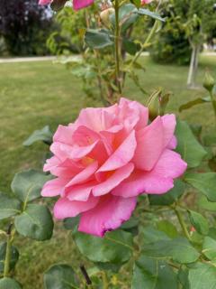 Gîte les chênes verts - Périgord noir proche grottes de Lascaux - 4