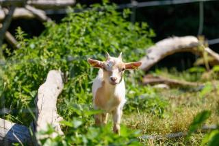 Feriendorf Schwarzholz - 1