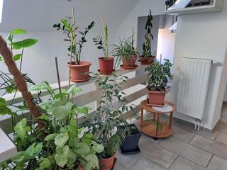 Apartmány Amália - Piešťany - 9