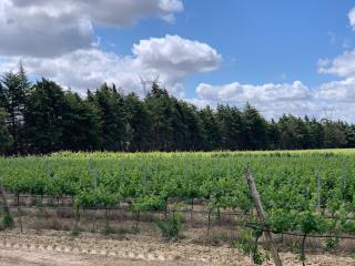 Quinta Centieira Scalab Wine - Santarém - 9
