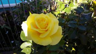 Barham Colonial Motel - 2