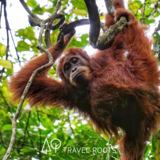 Eco Conservation Landak Luxury Tents - Bukit Lawang - 1