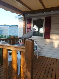 Mobil home tout confort canet plage - 5