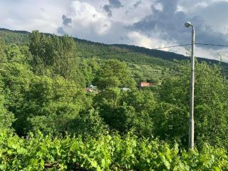 borjomi wood edge - Borjomi - 6