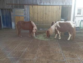 Fischer Ranch - - 1
