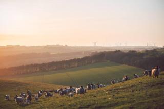 Stewards Cottage, Press Mains Farm Cottages - Dog friendly - 9