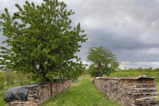 Ferienhof Schlössle - Sasbach am Kaiserstuhl - 5