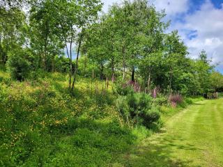 Bluebell Lodge - Holsworthy - 9