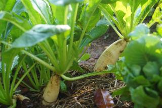 Thong Tiny House - 3