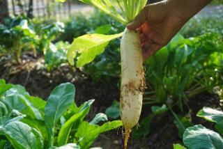 Thong Tiny House - 2