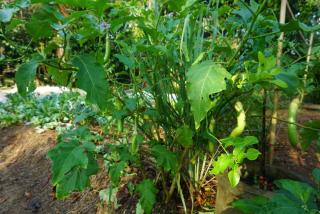 Thong Tiny House - 1