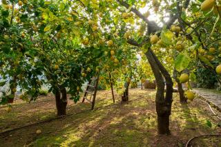 Ca's Xorc Luxury Retreat - ADULTS ONLY - Sóller - 1